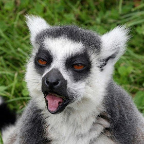 funny animals of the week, lemur funny face
