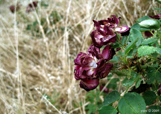 wet and dry... believe it or not there are actually raindrops on the rose leaves