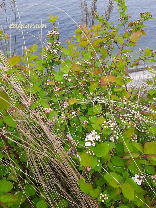 Смотрите также тему:  Спирея уссурийская / Таволга уссурийская (Spiraea ussuriensis)