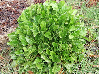 Sea Beet