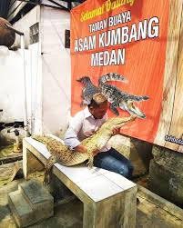 Penangkaran Buaya Asam Kumbang