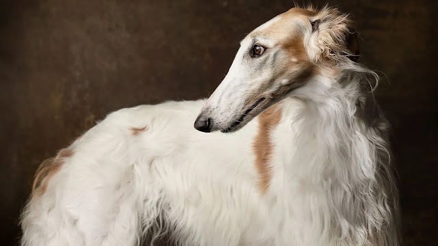 Borzoi