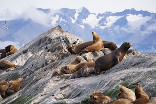 Lions de mer - Ushuaia - Canal de Beagle