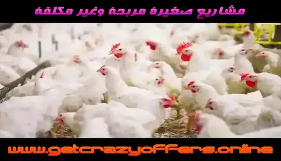 بعض الأفكار المميزة لمشاريع صغيرة مربحة