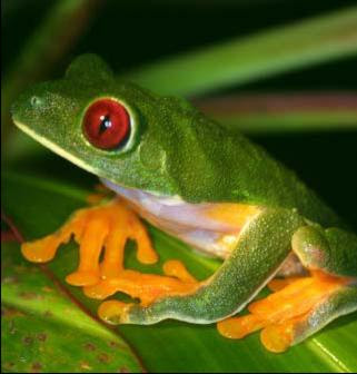 endangered tree frogs