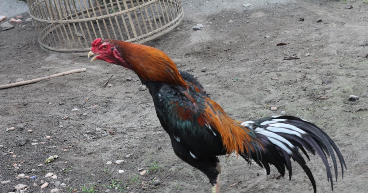 Koleksi Gambar Kartun Ayam Jago