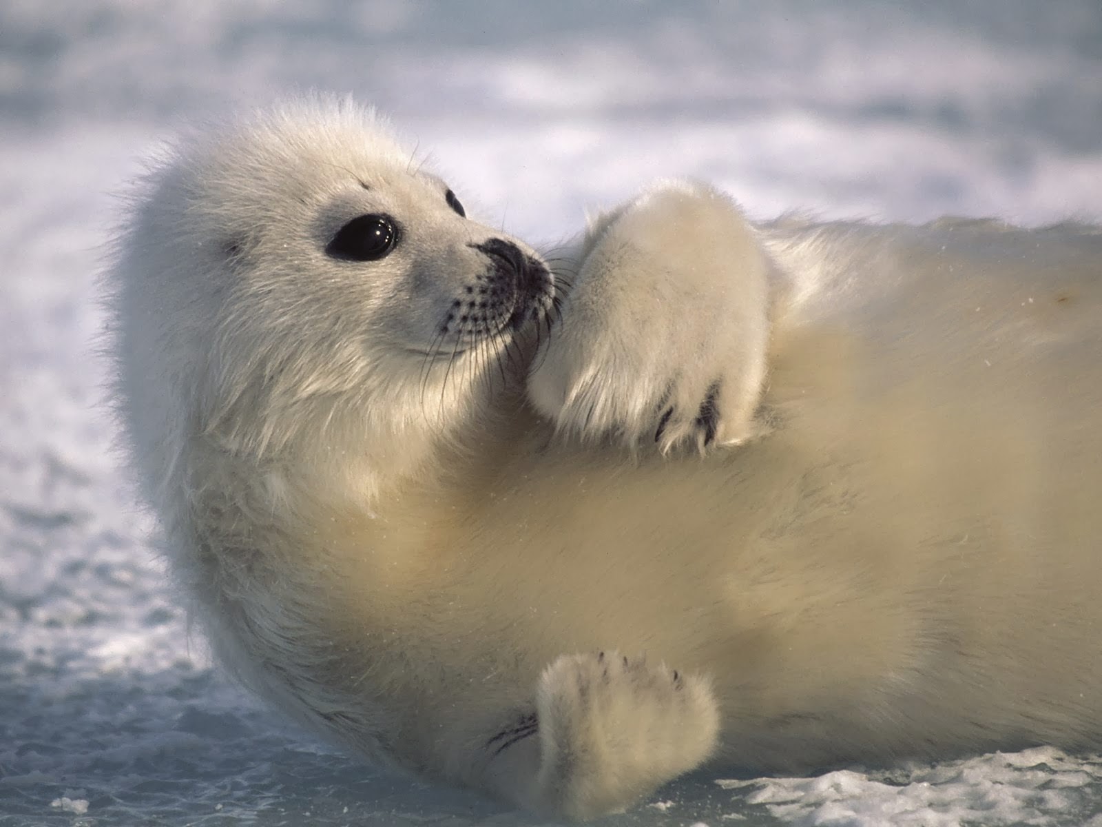 Harp Seal Photos Harp Seal Photos