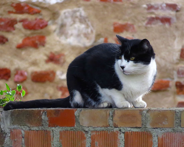 Gatto, Fortezza vecchia, Livorno