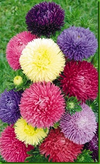 Aster Gigante Aster Gigante