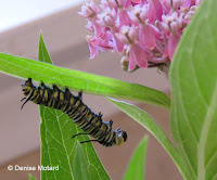 Upper body larger, caterpillar slips out from lower end - © Denise Motard