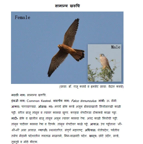 Common Kestrel Kharuchi bird information in marathi