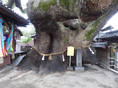 三島神社の薫蓋樟