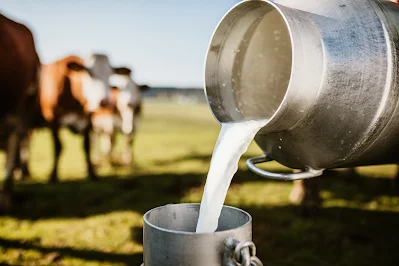 Cow Milk production tips in hindi । गाय में दूध उत्पादन क्षमता कैसे बढ़ायें हिन्दी में