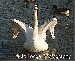 IMG_5174