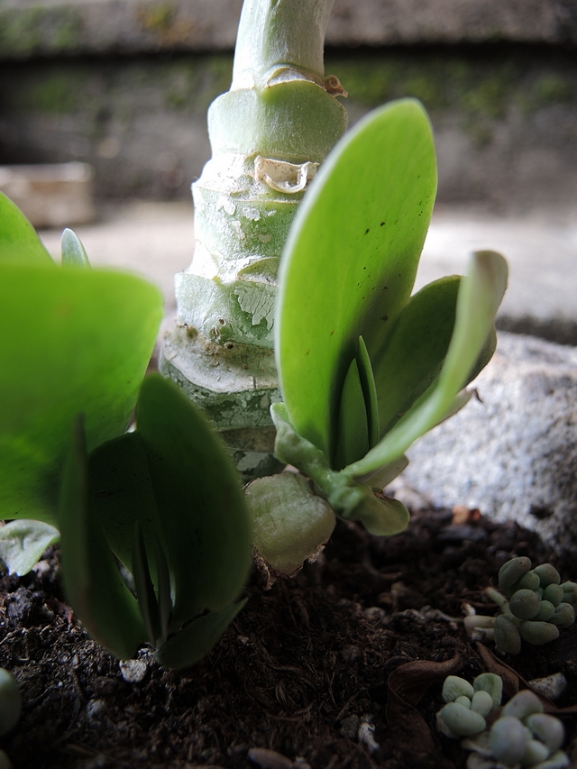 In mijn huiskamerjungle: Mijn doodgewaande woestijnroos of Kalanchoe thyrsiflora