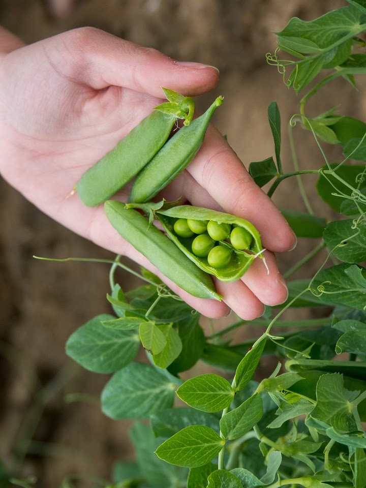 Peas can be picked as soon as they are bigger enough. It takes about 50-80 days until your peas are ready to harvest. Pick the first pods while the peas are still relatively small, these are delicious.