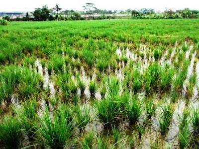 Sawah puso karena virus