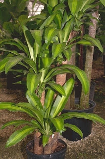 Dracaena fragrans ‘Massangeana’