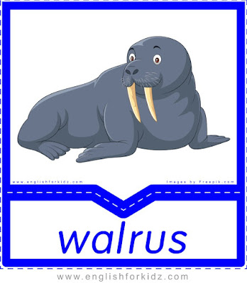 Walrus - printable Arctic animals flashcards for English learners