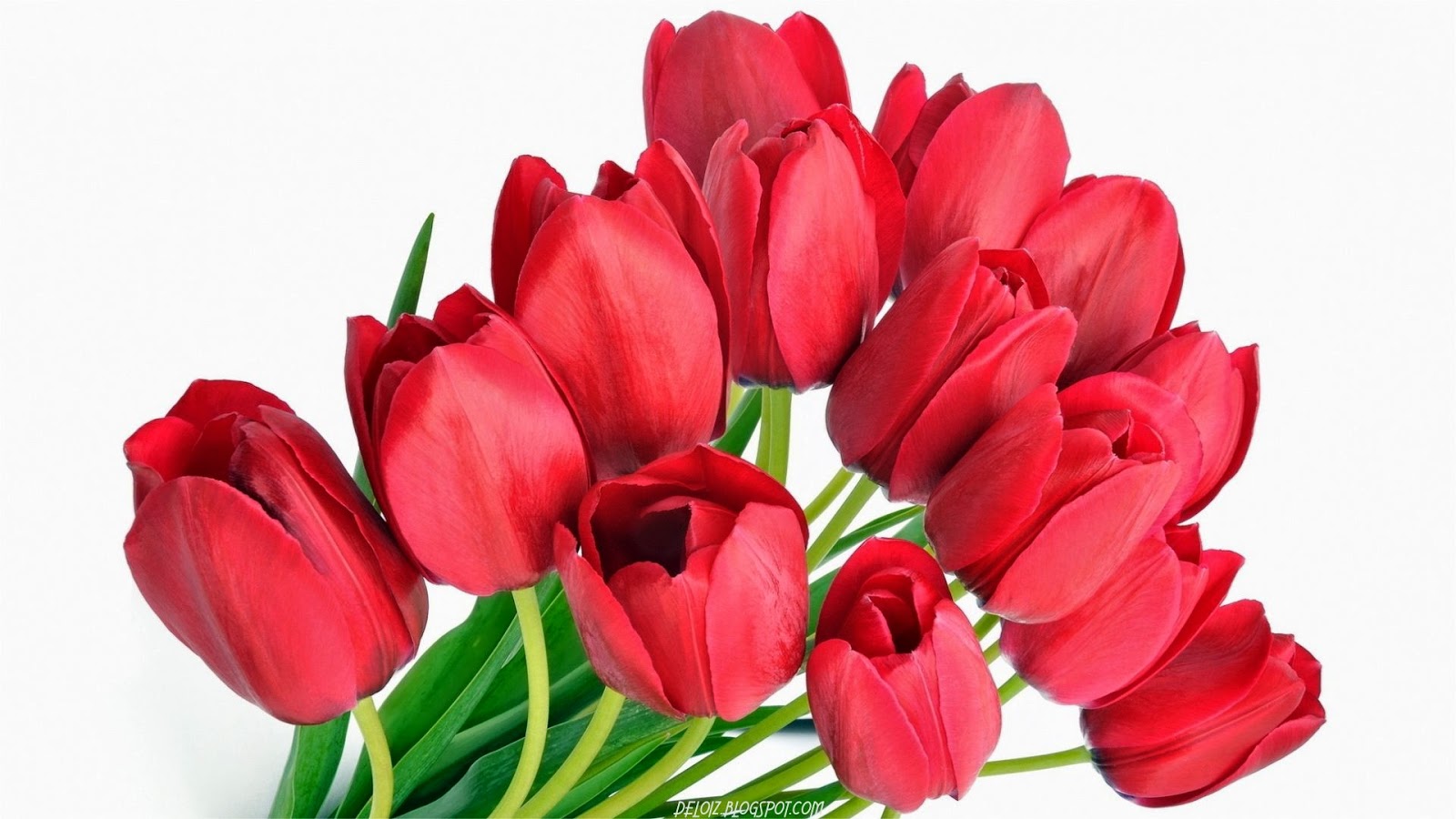  Wallpaper  Bunga  Tulip Merah  Deloiz Wallpaper 