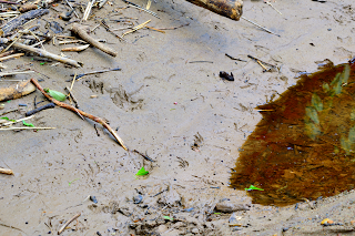 Tracks at Rio Viejo, Puriscal, Costa Rica