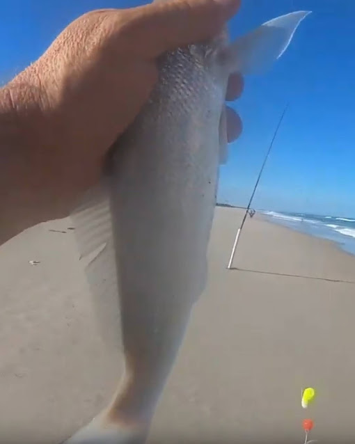 Florida East Coast Surf Fishing Reports