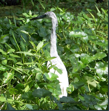 079cs