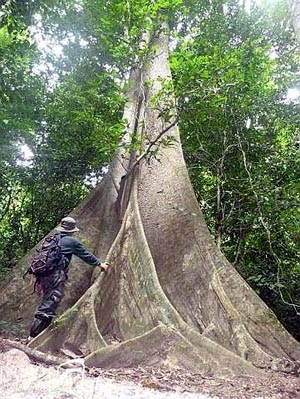 Forest giants amaze a trekker in Ulu Muda forest.