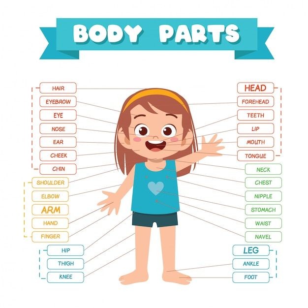 Female full body parts name with Picture download| ফিমেল ফুল বডি পার্ট নেইম ওইথ পিকচার ডাউনলোড