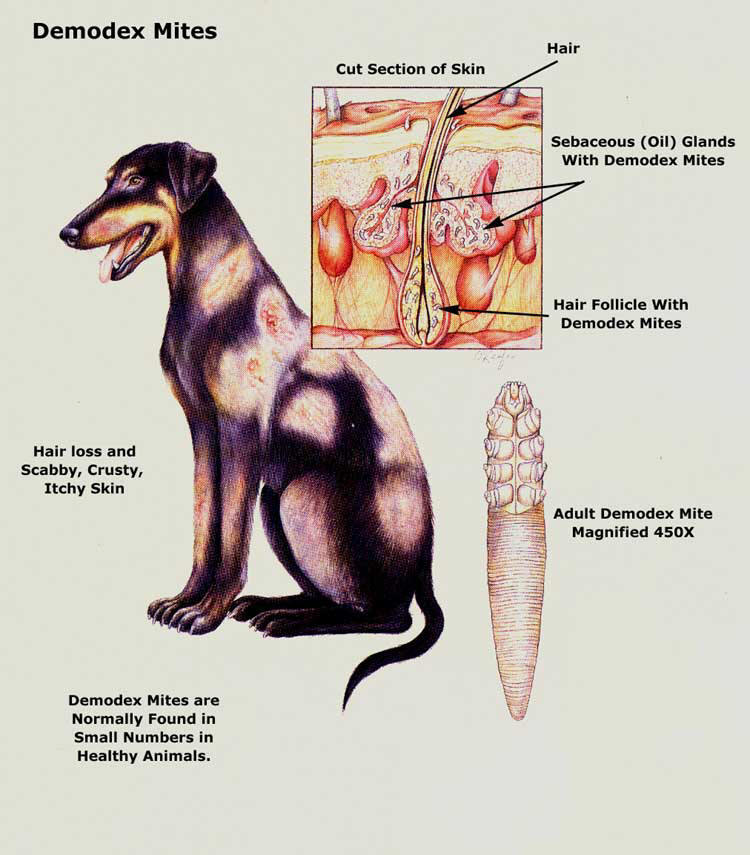 Treatment for mange in dogs