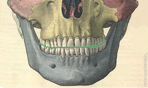 Граница между средним и нижним этажами лицевого черепа.
