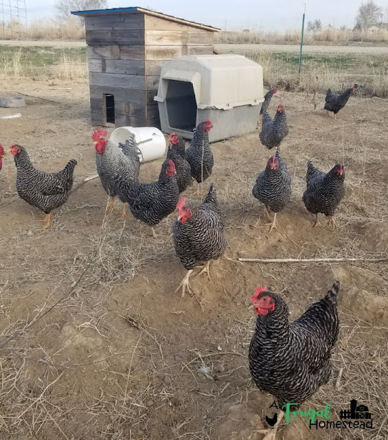 easy chicken coop