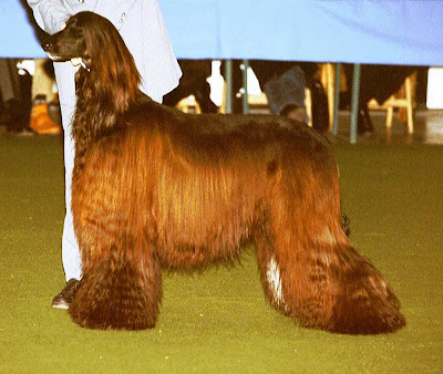 Afghan Hound Dog Picture