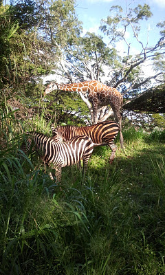 photo of Zebras and Giraffes