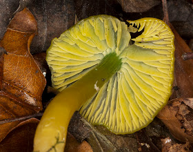 Parrot Waxcap, Hygrocybe psittacina. High Elms Country Park, 10 December 2011.