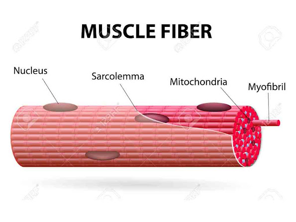 कंकालीय पेशी तन्तु की संरचना |Structure of Skeletal Muscle Fibre