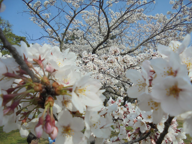 湊山公園のソメイヨシノ桜