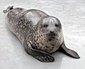 Seal - Bronx Zoo