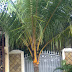 pohon kelapa gading | jual pohon kelapa gading | harga pohon kelapa gading berbuah lebat