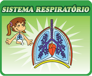 Sistema Respiratório