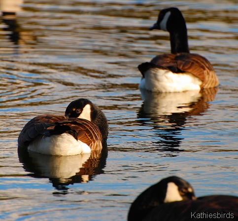 1. birdwatching-kab