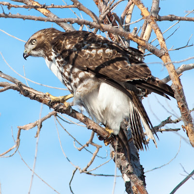 Red-tailed Hawk, Rocky Mountain Arsenal National Wildlife Refuge