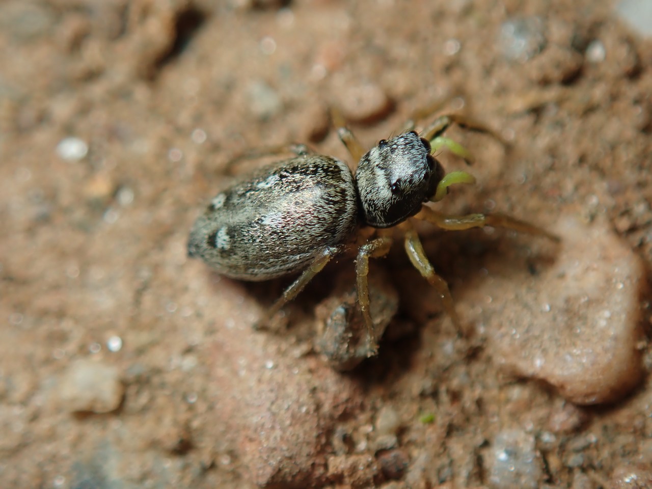 Heliophanus cupreus