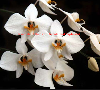 Kinds of Orchids that captivates