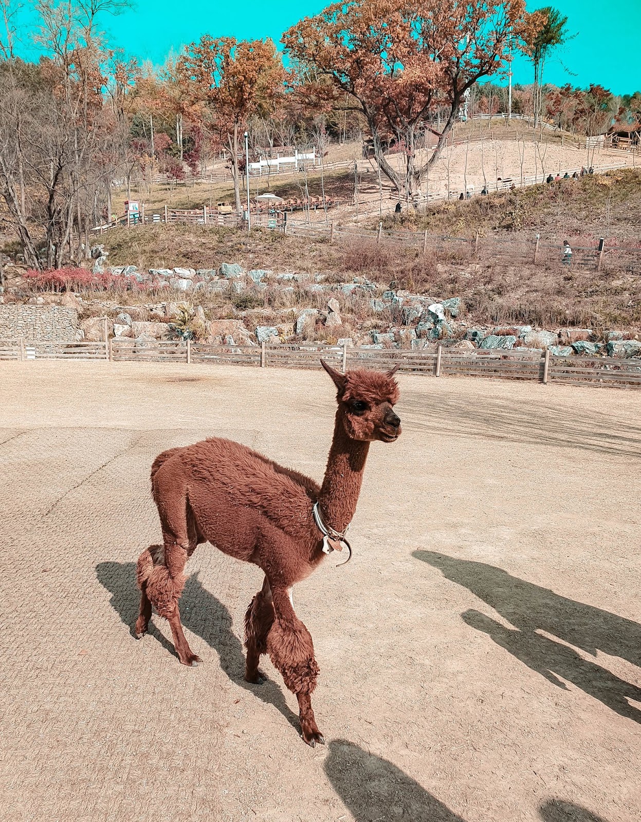 South Korea, AutumnInKorea, TrazyMemories, Alpaca World, Gangwon, what to do in South Korea, Seoul, Asia, abroad, thedailyposhtravels, the daily posh,alpaca farm in Gangwon, Alpaca Farm
