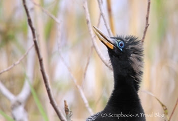 Everglades National Park Anhinga Chick