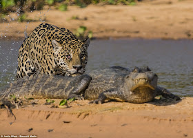 Jaguar hunts caiman (10 pics), jaguar vs caiman, amazing animal pictures, jaguar pics, jaguar kills caiman pics