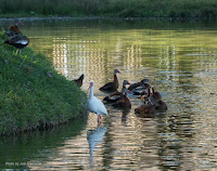 American White Ibis and Black-bellied Whistling Ducks – Rockport Country Club, TX – Feb. 17, 2017 – by Jodi Arsenault