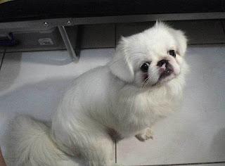 pekingese dog breed info pets animal domestic hound