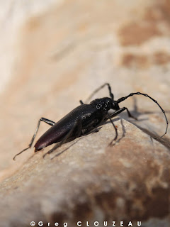 Grand capricorne du chêne (Cerambyx cerdo)